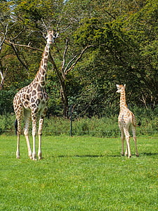 girafes, jeune, Parc animalier, animal, Zoo