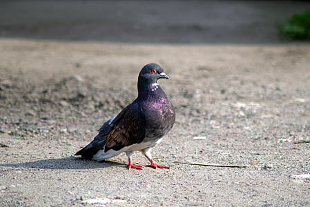dove, bird, pigeons, pen, animals, room, beak