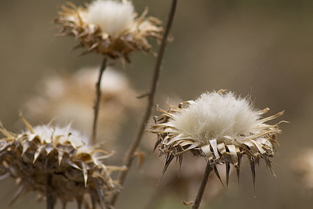flowers, cotton, brown, white, nature, natural, growth