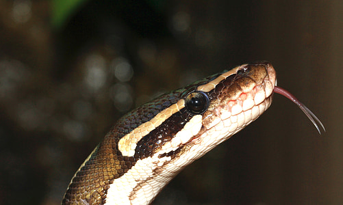 Yılan, Top python, Python regius, Güzellik, kahverengi, ballpyhton, Mojave