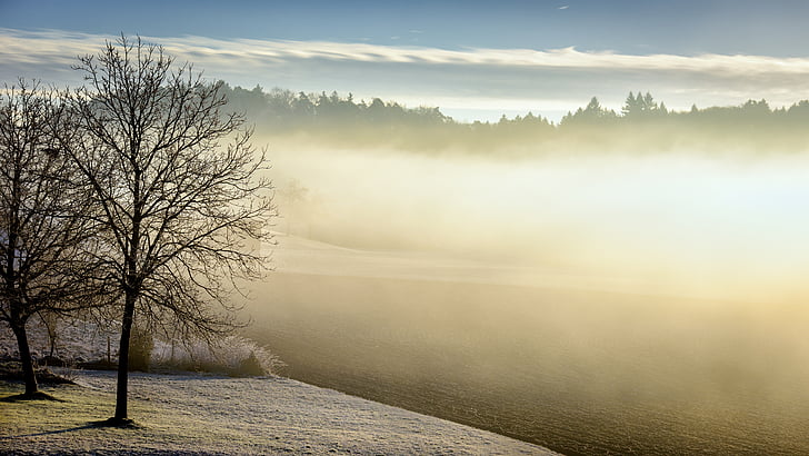 зимни, сутрин, мъгла, дърво, гора, природата, пейзаж