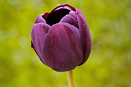 Tulipan, cvet, cvet, cvet, schnittblume, vijolična, blizu