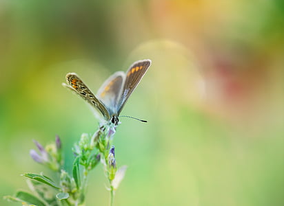 Modraszek Ikar, Motyl, wspólne bläuling, motyle, niebieski, restharrow's blue, skrzydło