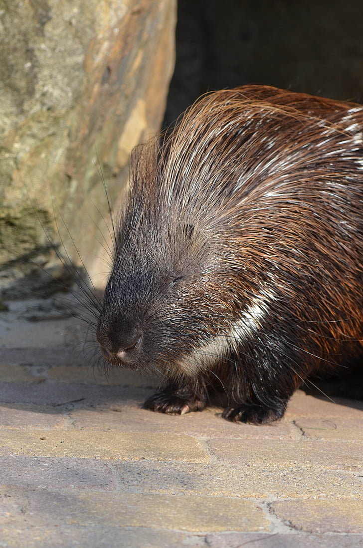 Porcupine, Zoo, sommer