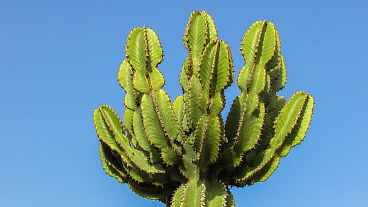 Chipre, Ayia napa, Parque de cactus, cactus, espinos, planta, naturaleza