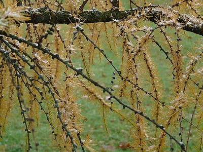 ramo, inverno, larice giapponese, Larix kaempferi, Larix, serra del pino, occidentale