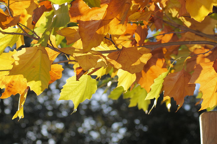 daun, ben10 emas, daun di musim gugur, musim gugur, warna-warni, Golden Oktober, daun pohon
