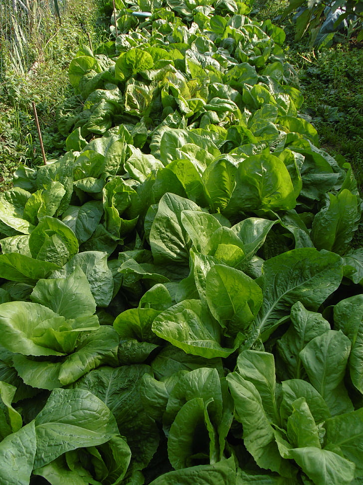 salada, jardim, produtos hortícolas, verde