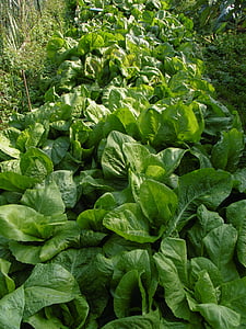 insalata, giardino, verdure, verde