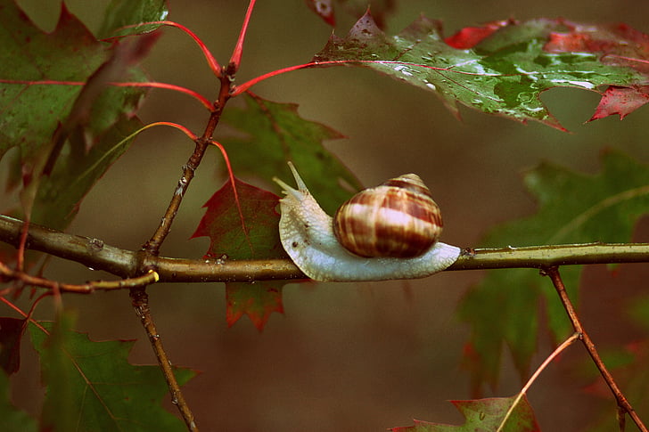 snails, leaves, red, autumn, rain, nature, shell