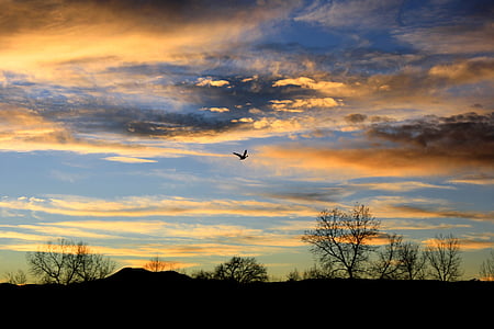 posta de sol, ocell, volant, paisatge, colors, crepuscle, arbre