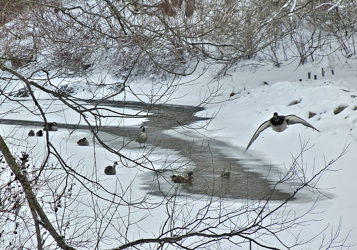 canada geese, winter, canada, river, nature