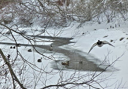 kanadagäss, vinter, Kanada, floden, naturen