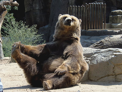 Niedźwiedź, zwierząt, siedząc, niedźwiedź brunatny, ogród zoologiczny, jedno zwierzę, dzikie zwierzęta