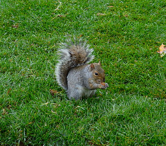 squirrel, animal, green, nature, park, forest, creature