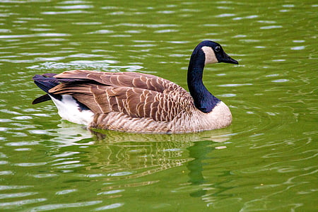 goose, duck bird, lake, water, animal, animal world, pond
