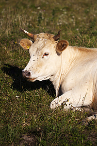 cow, pasture, village, slovakia, white, grass, pet