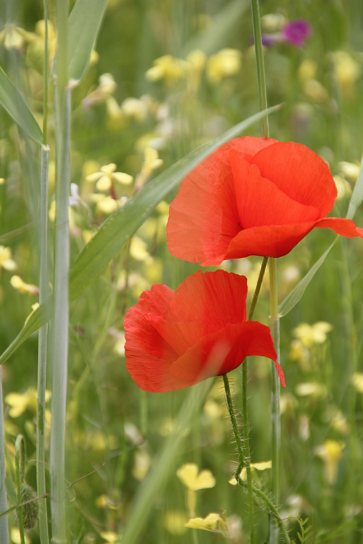 Poppy, poppy merah, bunga, bunga liar, rumput musim panas, bidang poppies, bidang