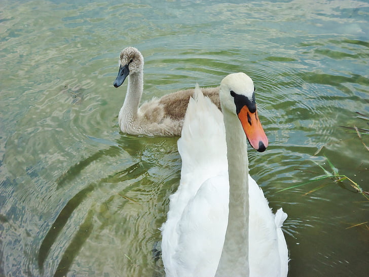 Swan, Baby, vann, familie, dyr, natur, dammen
