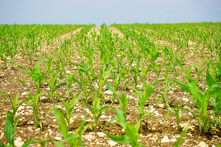 maíz, campo, arable, plantas jóvenes, Frisch, agricultura, campo de maíz