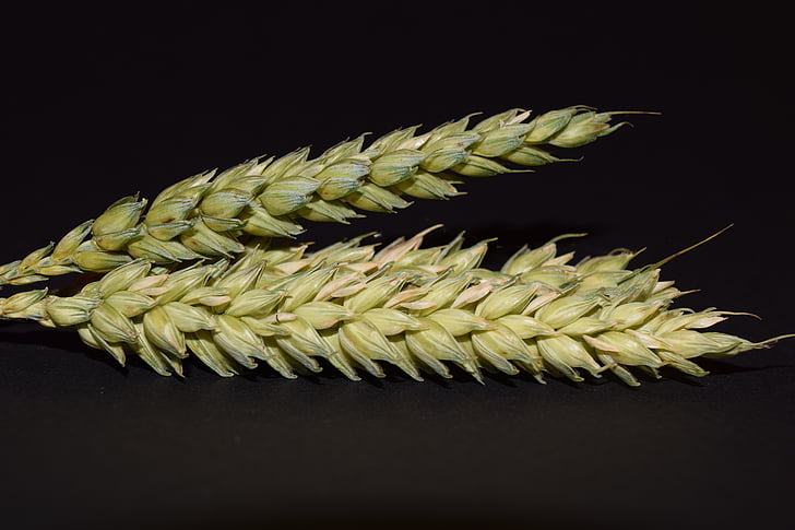 pšenice, uho, žita, zrn, blizu, narave, hrane