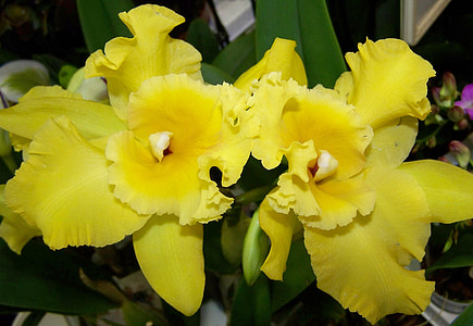 orquídia, flor groga, planta de la sala