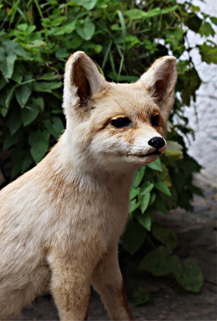 Fuchs, Guineu jove, salvatge, natura, bosc, animal, món animal