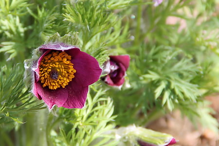 pasqueflower, άνθος, άνθιση, λουλούδι, άνοιξη, φυτό