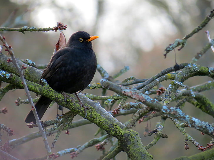 blackbird, bird, winter, cherry, branch, black, songbird