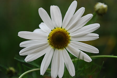 virágzó, közeli kép:, Daisy, Flóra, virág, szirmok, tavaszi