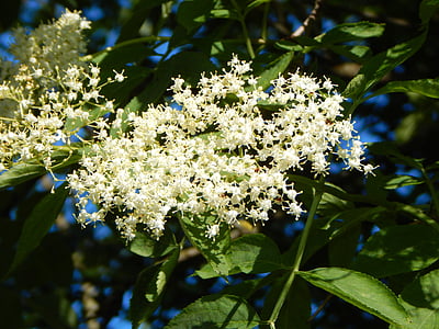elder, elderberry flower, fragrance, medicinal plant, white, bush, blossom