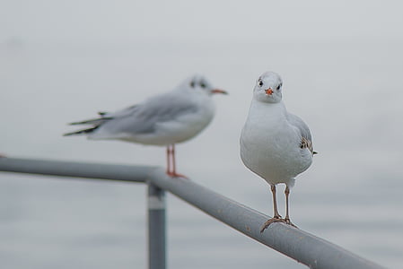 gull, birds, animal, sitting, seagull, sea, lake