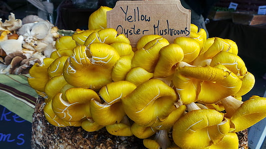 yellow, oyster mushrooms, food, fresh, organic, vegetable, healthy