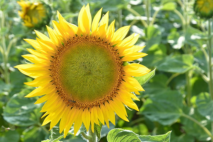 Sun flower, õis, Bloom, kollane, suvel, Helianthus, ere
