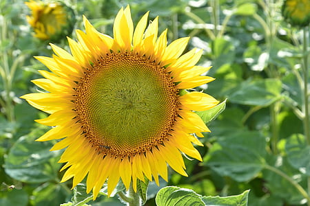 bunga matahari, Blossom, mekar, kuning, musim panas, Helianthus, cerah