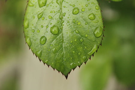 лист, Грин, капли, дождь, завод, Сад, зеленый цвет