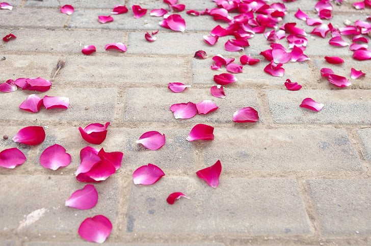 Троянда, пелюстки, підлоги, розкидані, весілля, цемент, квітка