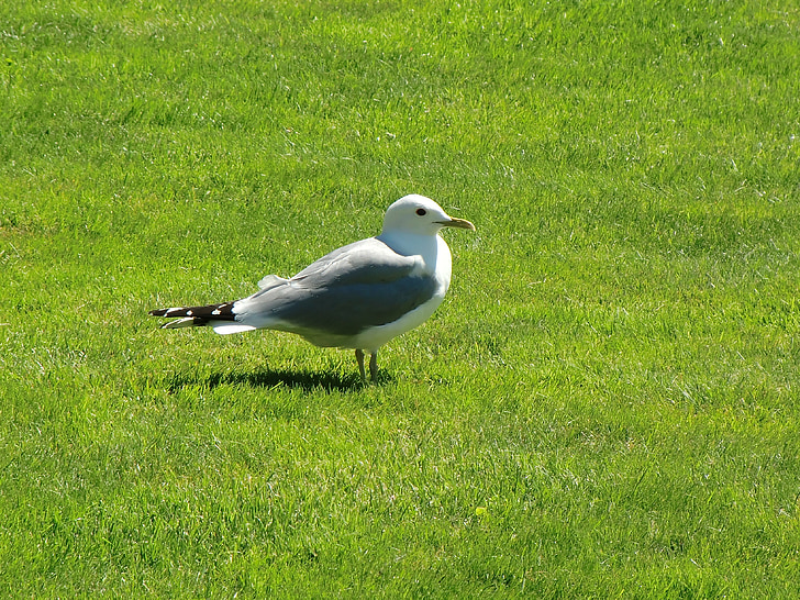 seagull, grass, summer, green