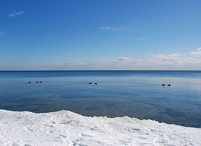azul, água, Horizon, patos, neve, selvagem, luz