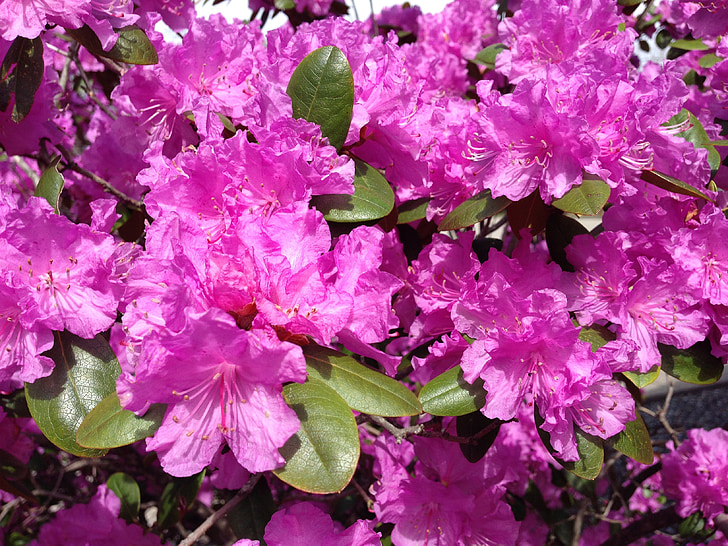 Rhododendron, kvet, jar, kvet, Kvetinová, Ker, Príroda
