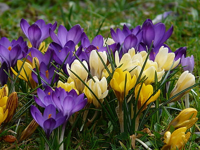 Krokus, Anlage, Garten, in der Nähe, Makro, Blumen, Frühling