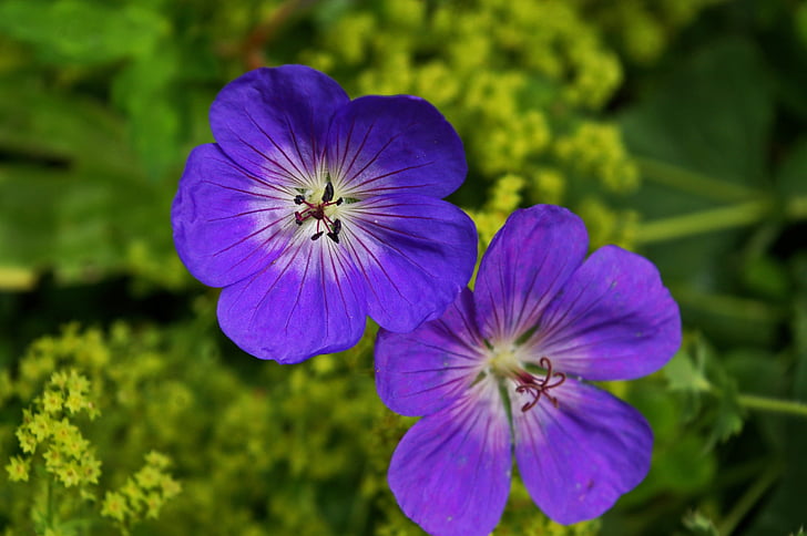 野, 植物, 紫色的小花, 开花, 绽放, 植物区系, 花
