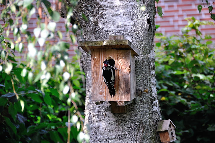 woodpecker, nature, birch, tree, bark, great spotted woodpecker, bird