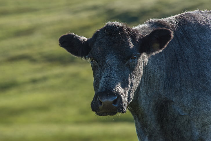 Highland-rinder, carne de bovino, vaca, Escócia, terras altas, paisagem, Hof
