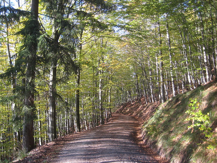 rudens, meža, meža ceļš, sveķu, hanskühnenburg, daba, koks