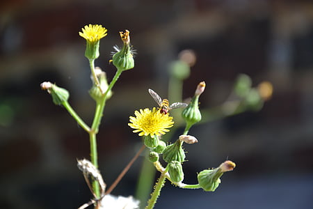 bug, dandelion, yellow, wild flowers, garden