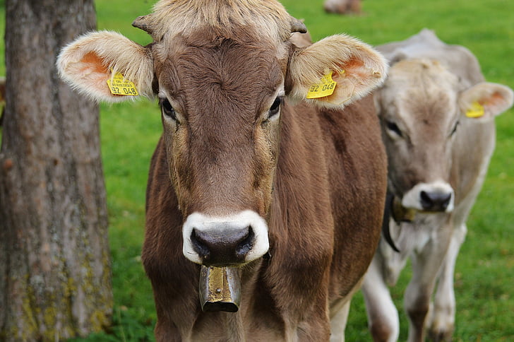 krava, Allgäu, krave, slatka, preživača, mliječnih krava, pašnjak