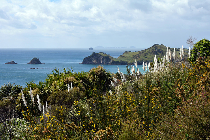 péninsule de Coromandel, Nouvelle-Zélande, paysage, Île du Nord, roseau, mer, littoral