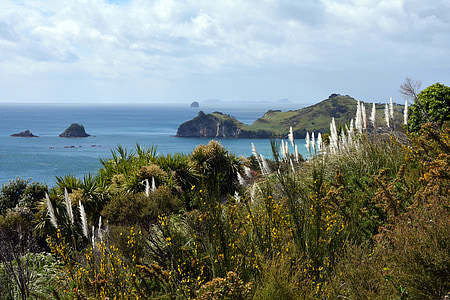 Coromandel península, Nova Zelanda, paisatge, illa del nord, canya, Mar, Costa