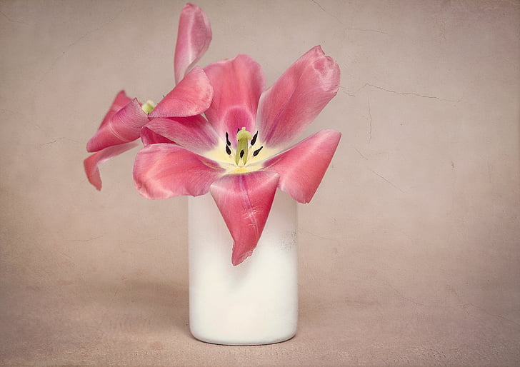 flowers, tulips, pink, petals, tulips pink, vase, vessel